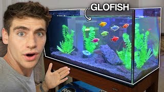 NEW GLOFISH AQUARIUM [upl. by Aspasia]