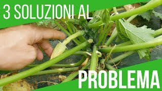 LE ZUCCHINE DIVENTANO GIALLE E MARCISCONO SOLUZIONE  How to grow Italian zucchini [upl. by Glenda]