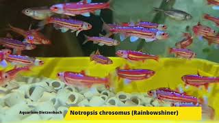 Notropsis chrosomus  Rainbow Shiner [upl. by Anitsugua]