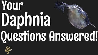 Daphnia Questions Answered [upl. by Egedan]