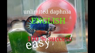 daphnia moina culture Easy way Unlimited production English  with sub Green water Chlorella [upl. by Issy]