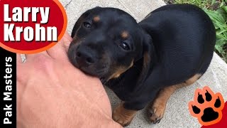 How to stop puppy biting especially Rottweiler puppies [upl. by Graff]