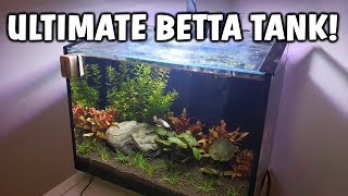 ULTIMATE Betta Fish Aquarium  Betta Fish Tank Care And Info [upl. by Drape]