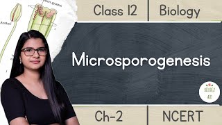 Class 12  Microsporogenesis  NCERT Hindi [upl. by Carlock]