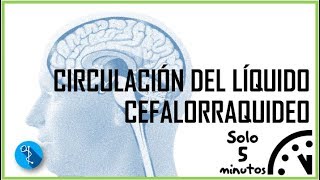 CIRCULACIÓN DEL LÍQUIDO CEFALORAQUÍDEO [upl. by Asor883]