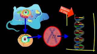 Il DNA  Scienze facili byAP [upl. by Alleon]