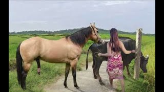 My sister training care her lovely horse in beginner 2021 [upl. by Croft]