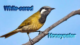 Whiteeared honeyeater [upl. by Eugaet163]