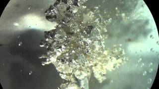 Grow Silver Metal Crystals by Electrochemistry [upl. by Leander688]