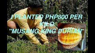 PLANTING quotMUSANG KINGquot DURIAN [upl. by Gnim]