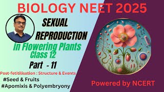 NCERT Class 12  Seed  Fruit  Apomixis amp Polyembryony [upl. by Nosinned]