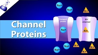 Channel Proteins [upl. by Victorie259]