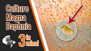 How to culture DAPHNIA MAGNA  The easy way [upl. by Hotze]