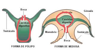 Invertebrados Poríferos y cnidarios  1ESO [upl. by Mallon780]