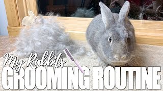 My Rabbits Grooming Routine [upl. by Helbonna]