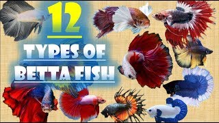 12 Types of Betta Fish [upl. by Grissom]