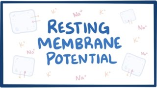 Resting membrane potential  definition examples [upl. by Lozano]