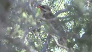 Spinycheeked honeyeater sings [upl. by Giff]