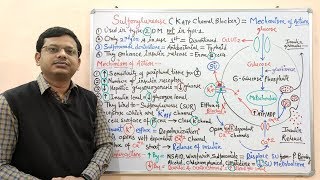 Diabetes Mellitus Part10 Mechanism of Action of Sulfonylurease  Antidiabetic Drugs  Diabetes [upl. by Tybald]