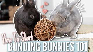 Bonding Bunnies 101  How To Start [upl. by Seda198]