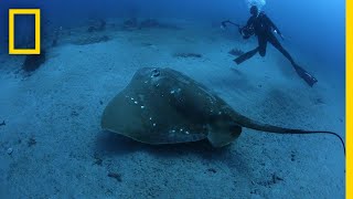 Largest Known Marine Stingray Study  National Geographic [upl. by Lyrehc]