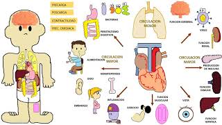 Insuficiencia Cardiaca [upl. by Vatsug]