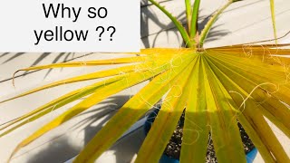 Why are your palm leaves turning yellow [upl. by Gustav714]