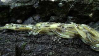 Fungus Gnat Larvae Sciaridae Swarming Behavior [upl. by Allak302]