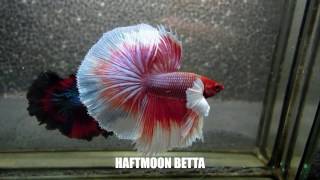 Most Beautiful Types of Betta Fish  Betta Fish Names [upl. by Moneta649]