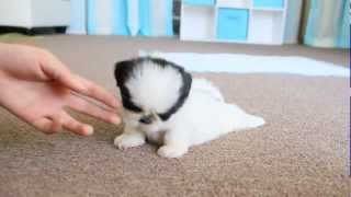 Cute Teacup Puppy Shih Tzu [upl. by Sikko]