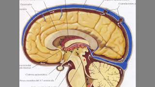 Líquido cefalorraquídeo LCR y su circulación [upl. by Salomie]