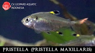 Pristella maxillaris The STUNNING XRAY FISH Leopard Aquatic C021A [upl. by Ellard423]