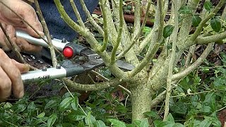 COMMENT BIEN TAILLER UN ALTHÉA HIBISCUS SYRIACUS [upl. by Euhsoj]