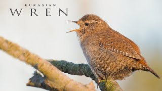 Bird sounds Eurasian Wren singing [upl. by Elonore302]