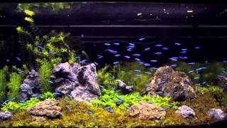 100 cardinal tetra in an aquascaping tank [upl. by Woody]