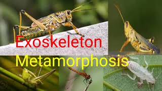 Exoskeleton in arthropods  Insects  Metamorphosis [upl. by Horwitz19]