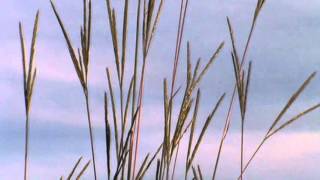 Minnesota Native Plant  Big Bluestem Andropogon Gerardii [upl. by Mor369]