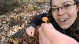 How to ID deadly Galerina mushrooms [upl. by Laspisa]