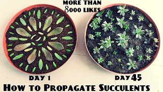 How to Propagate Succulents Fast n Easy [upl. by Amund849]