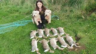 Rabbit control ferreting with terriers [upl. by Acalia874]