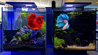 Betta Tank Setup Ideas  Betta Fish Tank Setup [upl. by Pilif]