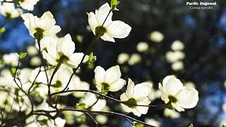 Pacific Dogwood and its natural habitat [upl. by Einiar]