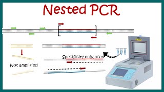 Nested PCR  Principle and usage [upl. by Let452]