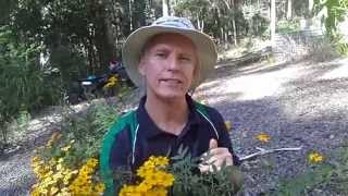 How to grow Mexican Bush Marigold Tagetes lemmonii [upl. by Adamson183]