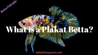 What is a Plakat Betta [upl. by Zima]