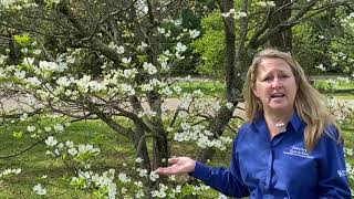 Tree of the Week Flowering dogwood [upl. by Emelita]