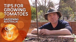 Tips and tricks for growing tomatoes  Growing Fruit and Vegies  Gardening Australia [upl. by Mccutcheon668]