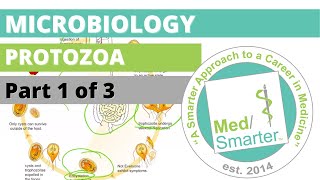 Protozoa  Microbiology  USMLE STEP 1  Part 1 of 3 [upl. by Janith]