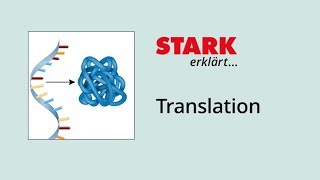 Translation Proteinbiosynthese  STARK erklärt [upl. by Atterol]