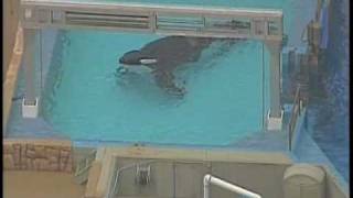 Killer Whale Kills SeaWorld Trainer [upl. by Sweeney933]